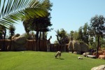 Antílop amb girafes