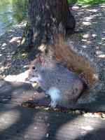 Un dels molts esquirols del St. James Park