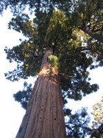 Gran Sequoia