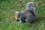 Esquirolet del Sant Jame's Park