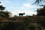 Cabres fent la cabra en un parc de Pamplona (Iruña)