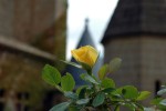 Rosa del castell d'Olite