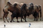 Camells o dromedaris