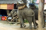 Campament dels elefants, Chiang Rai