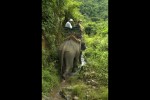 La ruta dels elefants