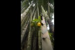 Bambú gegant Mae Hong Son