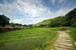 Camps d'arròs al Fern Resort, Mae Hong Son