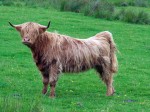 Vaca de raça escocesa