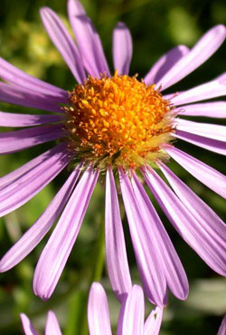 Flores alpinas